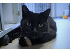 Adopt Carlton a All Black American Shorthair (short coat) cat in New Milford