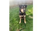 Adopt Bear a Tan/Yellow/Fawn Rottweiler / Husky dog in Toronto, ON (34515155)