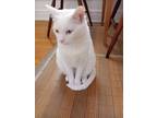 Adopt Malakh a White Egyptian Mau / Mixed (short coat) cat in Palatine