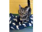Adopt Bianca a All Black Domestic Shorthair / Domestic Shorthair / Mixed cat in