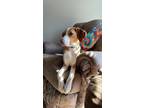 Adopt Lumi a White - with Tan, Yellow or Fawn Treeing Walker Coonhound / Treeing