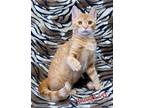 Adopt LUCY LOVE a American Shorthair