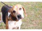 Adopt JOJO a Treeing Walker Coonhound