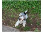 Biewer Terrier PUPPY FOR SALE ADN-377011 - Biewer puppies for sale