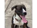 Adopt Linus a American Staffordshire Terrier