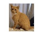 Adopt Ginger a Tabby