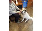 Adopt Katie - in Eastern NY a Great Pyrenees