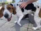 Adopt Rocco a White Treeing Walker Coonhound / Mixed dog in Everett