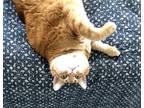 Adopt Oliver/Ollie a Orange or Red (Mostly) American Shorthair / Mixed (short