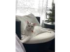 Adopt Gringo a White (Mostly) Japanese Bobtail / Mixed (short coat) cat in