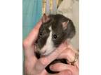 Adopt Morgan a Black Rat / Rat / Mixed small animal in Belleville, ON (34528750)