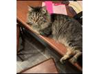 Adopt Moofasa a Brown Tabby Domestic Longhair / Mixed (long coat) cat in