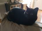 Adopt Sasha a All Black Siamese / Mixed (short coat) cat in Winterville