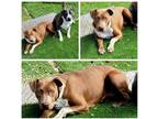 Adopt Holiday a Brown/Chocolate - with White Pit Bull Terrier / Mixed dog in