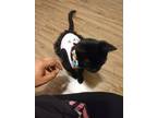 Adopt C'emone a All Black Bombay / Mixed (short coat) cat in Little Rock