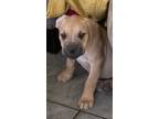 Adopt Pride a Pit Bull Terrier / Boxer dog in Boonville, MO (34525546)