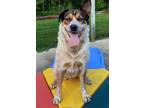 Adopt Muskrat a White Australian Cattle Dog / Mixed dog in Wooster