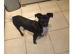 Adopt Buster a Black - with White Pug / Mixed Breed (Small) / Mixed dog in