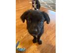 Adopt Orelle a Black Border Collie / Retriever (Unknown Type) / Mixed dog in