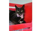 Adopt Twyla a All Black Domestic Shorthair / Domestic Shorthair / Mixed cat in