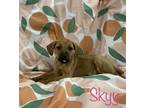 Adopt Skyy a Golden Retriever dog in Buffalo, NY (34522173)