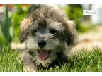 Schnoodle (Standard) Puppy for sale in South Bend, IN, USA