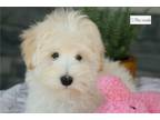 Schnoodle (Standard) Puppy for sale in South Bend, IN, USA