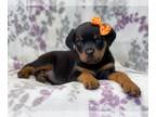 Rottweiler PUPPY FOR SALE ADN-377508 - Danica