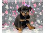Rottweiler PUPPY FOR SALE ADN-377510 - Sheena