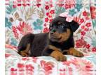 Rottweiler PUPPY FOR SALE ADN-377513 - Serena