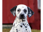 Dalmatian PUPPY FOR SALE ADN-377552 - AKC Registered and Family Raised