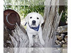 Labrador Retriever PUPPY FOR SALE ADN-377401 - Black Baby Boy Available