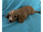Dachshund PUPPY FOR SALE ADN-377745 - Adorable Miniature Dachsunds for Sale