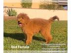 Goldendoodle PUPPY FOR SALE ADN-377836 - Red Female Goldendoodle Puppy