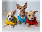 Chihuahua PUPPY FOR SALE ADN-377772 - Lots of RESCUE Puppies