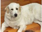 Adopt Marley - Courtesy Listing a Great Pyrenees, Maremma Sheepdog