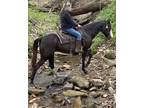 Qh 143 h m blue roan Very quiet pleasure trot easy lope great trail horse