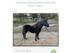 Black Mare Pony