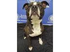 Adopt DALE a Brindle - with White American Pit Bull Terrier / Mixed dog in