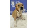 Adopt ELMER a Tan/Yellow/Fawn - with White American Pit Bull Terrier / Mixed dog