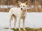 Adopt Tammy a Tan/Yellow/Fawn Canaan Dog / Mixed dog in Ile-Perrot