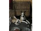 Adopt Brutus a Tricolor (Tan/Brown & Black & White) Alaskan Malamute / Mixed dog