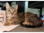 Adopt Westminster (Available for pre-adoption) a Domestic Shorthair / Mixed cat