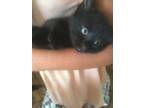 Adopt Bella a All Black Bombay / Mixed (short coat) cat in Cushing