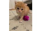 Adopt Poppy a Orange or Red Tabby Domestic Shorthair (medium coat) cat in EAST