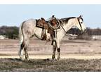 Colonel Freckles TrailRanchRide Available Equineauction Com