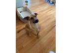 Adopt Penny a Brown/Chocolate Mixed Breed (Medium) / Mixed dog in Saskatoon