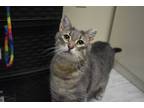 Adopt Edward a Gray or Blue (Mostly) Domestic Shorthair (short coat) cat in