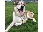 Adopt Butters a White Alaskan Malamute / Mixed dog in Kingston, ON (34535378)