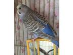 Adopt Blue Bonded To Teal a Budgie bird in Duncan, BC (34535128)